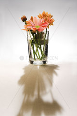 Blumen in Trinkglas werfen Schatten
