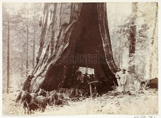 Wagon passing through a giant tree  North America  c 1900.