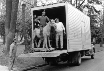 Delivery man sitting on a plastic donkey  USA  late 1960s.