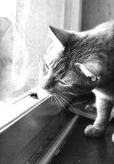 Katze schnueffelt an Fliege