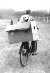 Hund in Karton auf Fahrradgepaeckstaender