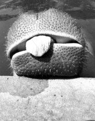 Nilpferd streckt Zunge raus