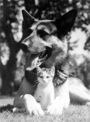 Schaeferhund mit Katze
