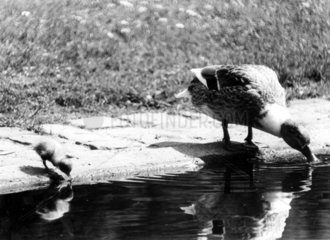 Ente und Kueken trinken am Ufer