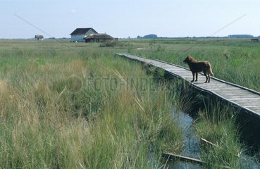 Hund steht auf einem Steg in einer Sumpflandschaft