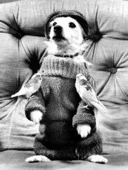 Hund in Pullover mit zwei Wellensittichen
