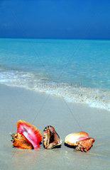 Kuba grosse Muscheln am Strand