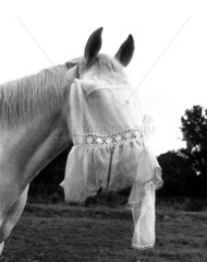 Pferd mit Spitzeschleier