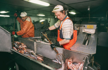 Arbeiten an Bord eines deutschen Fischtrawlers im Atlantik - Manuelles Ausnehmen von Frischfisch in der Fabrik des Schiffes  Aussortieren von Kleinfischen