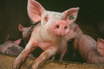 Schweine in traditioneller Zucht