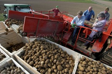 Sortieren bei Kartoffelernte
