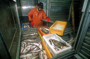 Arbeiten an Bord eines deutschen Fischtrawlers im Atlantik - Manuelles Sortieren von Frischfisch im Kuehlraum des Schiffes