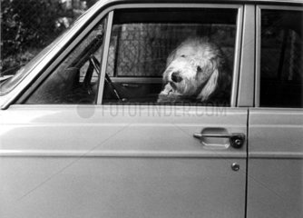 Hund sitzt im Auto