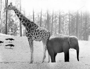 Elefant und Giraffe Po an Po