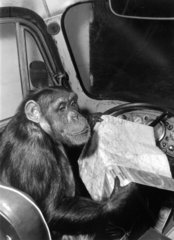 Schimpanse studiert Landkarte