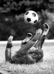 Affe wirft Fussball in die Luft