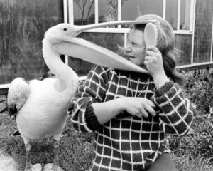 Pelikan schnappt Frauenkopf