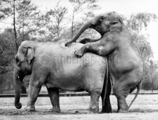 Elefanten kopulieren