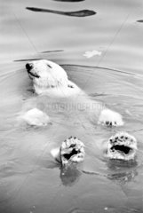 Eisbaer schwimmt auf Ruecken im Wasser