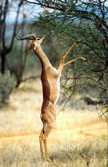 NAMIBIA-fressende Gazelle