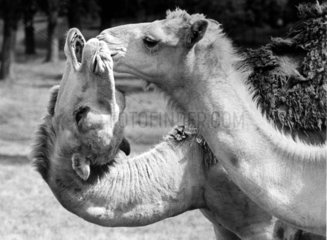 Zwei Kuessende Kamele