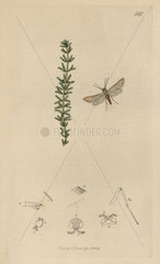 Acentropus garnonsii  False-caddis Water-veneer moth
