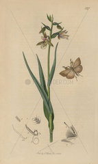 Pyralis cribralis  Marsh Fan-foot moth