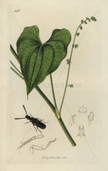 Callicerus spencii  Spencean Staphylinus beetle