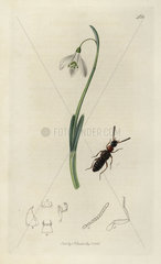 Falagria thoracica  Red-thoraxed Staphylinus beetle