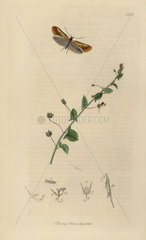 Batia lunaris  Lesser Tawny Crescent moth