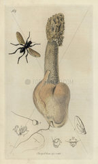 Borborus hamatus  Toothed Borborus Fly