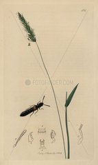 Homalota dimidiata  Ochre-banded Staphylinus beetle
