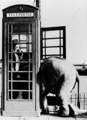 Kleiner Elefant in Telefonzelle