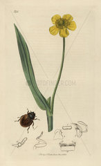 Spercheus emarginatus  Notch-headed Hydrophilus beetle