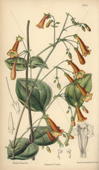 Pentstemon rotundifolius  native of North Mexico
