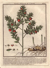 Sweet broom or Jew's myrtle (Ruscus aculeatus) with red berries  root tuber. Le fragon faux houx  houx piquant.
