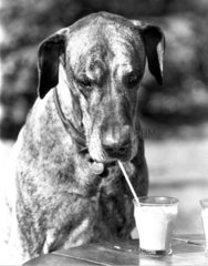 Hund trinkt Milch mit Trinkhalm