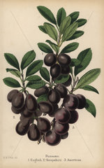 Damson plum varieties: English  Shropshire and American  Prunus insititia