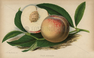 Peach alexander cultivar  Prunus persica