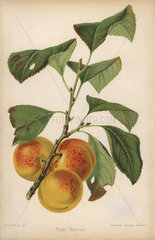 Plum cultivar  Harriet  Prunus domestica
