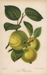 Apple varieties: Oslin and Early Julien  Malus domestica