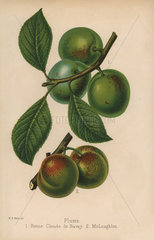 Plum cultivars: Reine Claude de Bavay and McLaughlin  Prunus domestica