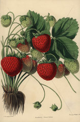 Prince Arthur Strawberry variety  Fragaria ue ananassa