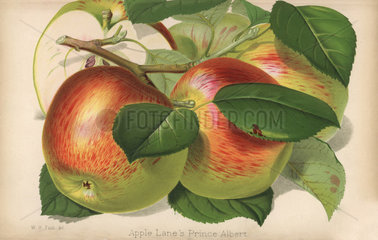 Apple variety  Lane's Prince Albert  Malus domestica