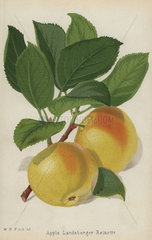 Landsberger Reinette apple variety  Malus domestica