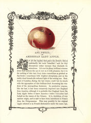 Api Petit or American Lady apple  Malus domestica