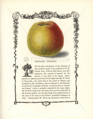 Elford Pippin apple  Malus domestica