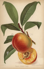 Peach cultivar  Golden Eagle  Prunus persica