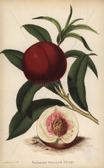 Stanwick Elruge nectarine  Prunus persica cultivar