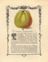 Cornish Gilliflower apple  Malus domestica